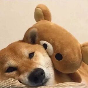 Meet your Posher, Wava